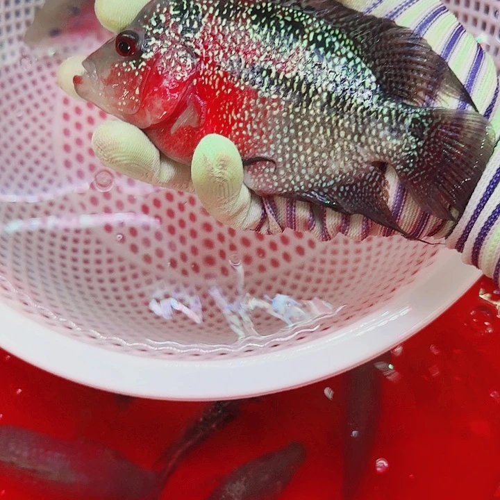 罗汉鱼啊啊啊啊啊啊啊啊