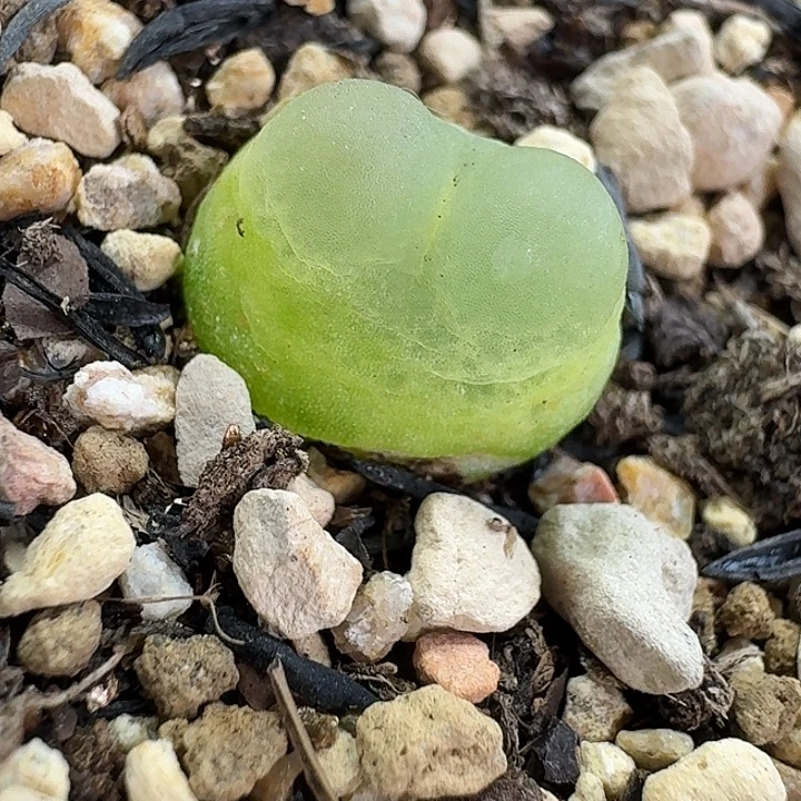 老马生石花1.3拉登980