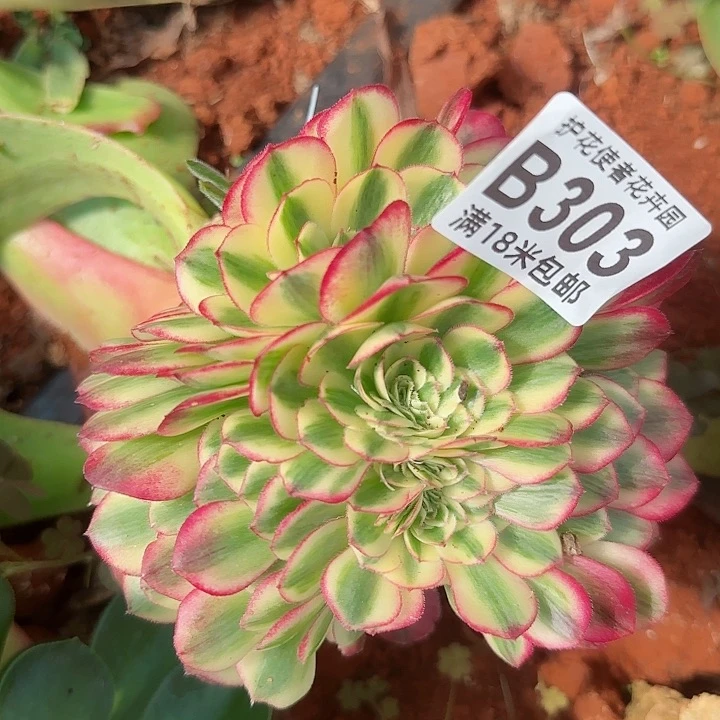 多肉法师淘宝福利