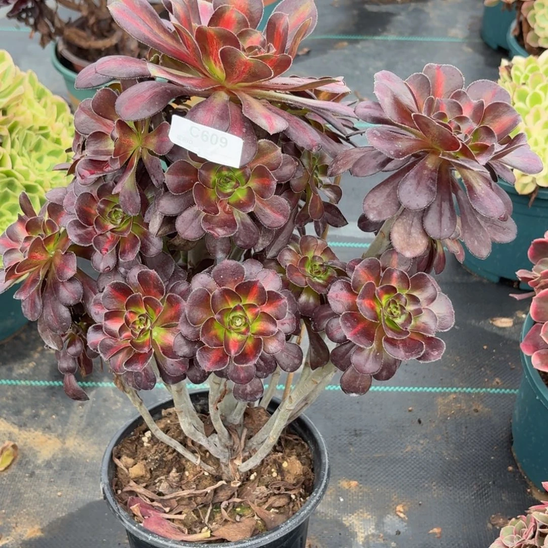 紫***媚609晚霞多肉植物发货