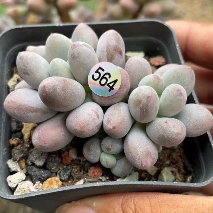 仙子奶酪多肉植物