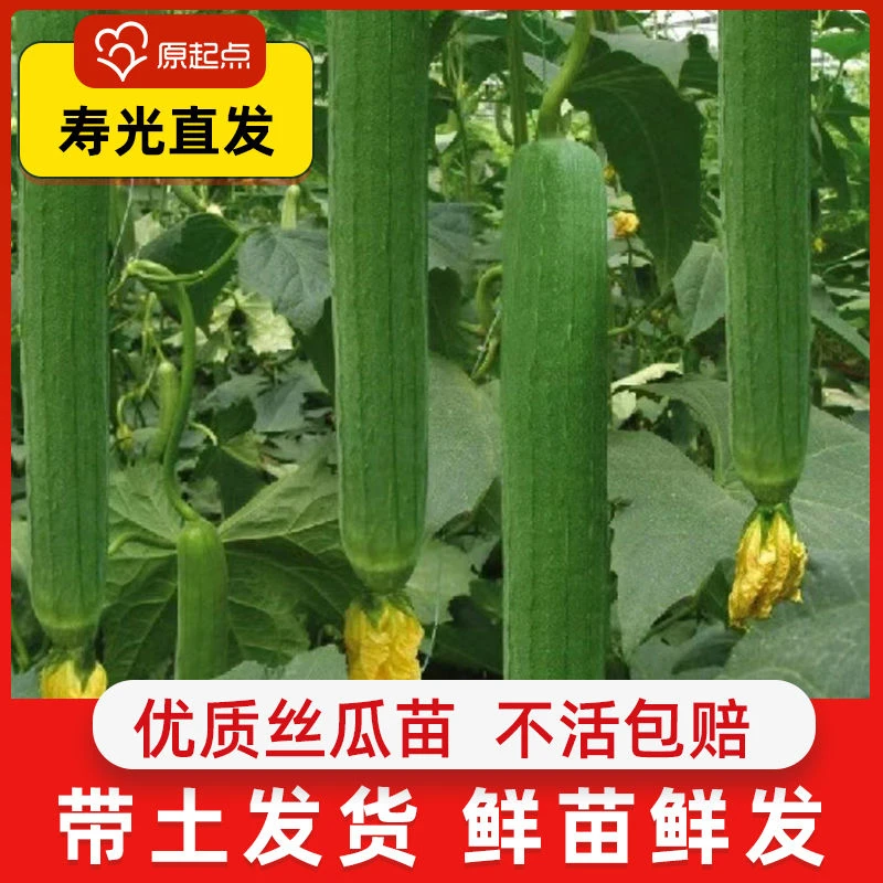 肉丝瓜种子种籽秧苗菜苗幼苗蔬菜四季盆栽带土老品种香丝瓜苗11