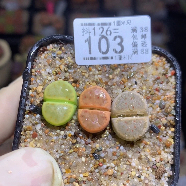 精品生石花126.103