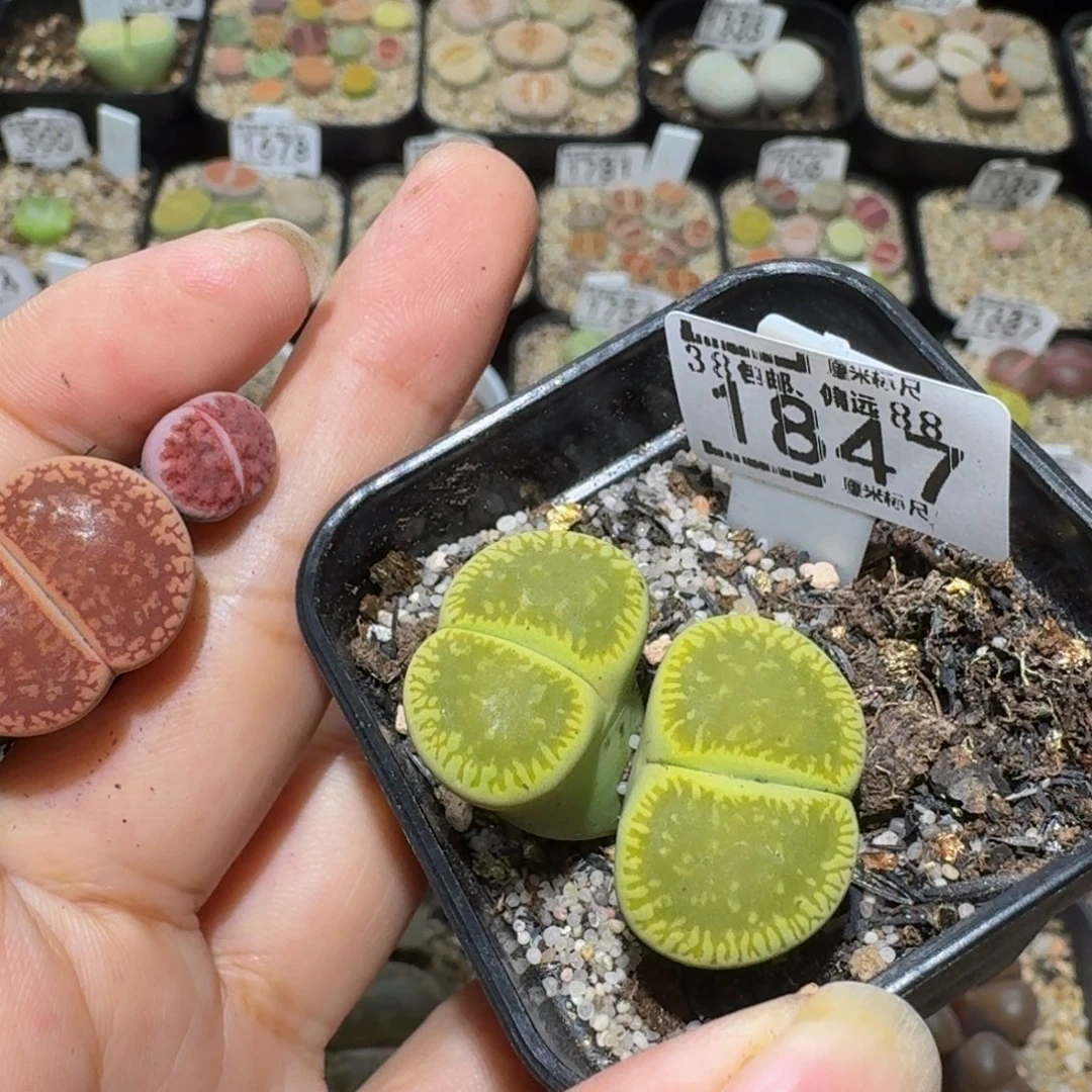 ？***Ssss精品生石花1847