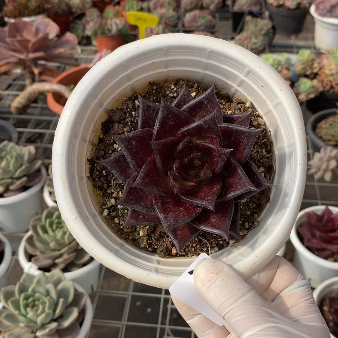 574红檀单头一物一拍