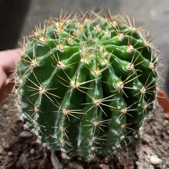 87号龟甲背16棱彩草