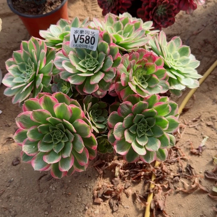 580海王官服30左右2