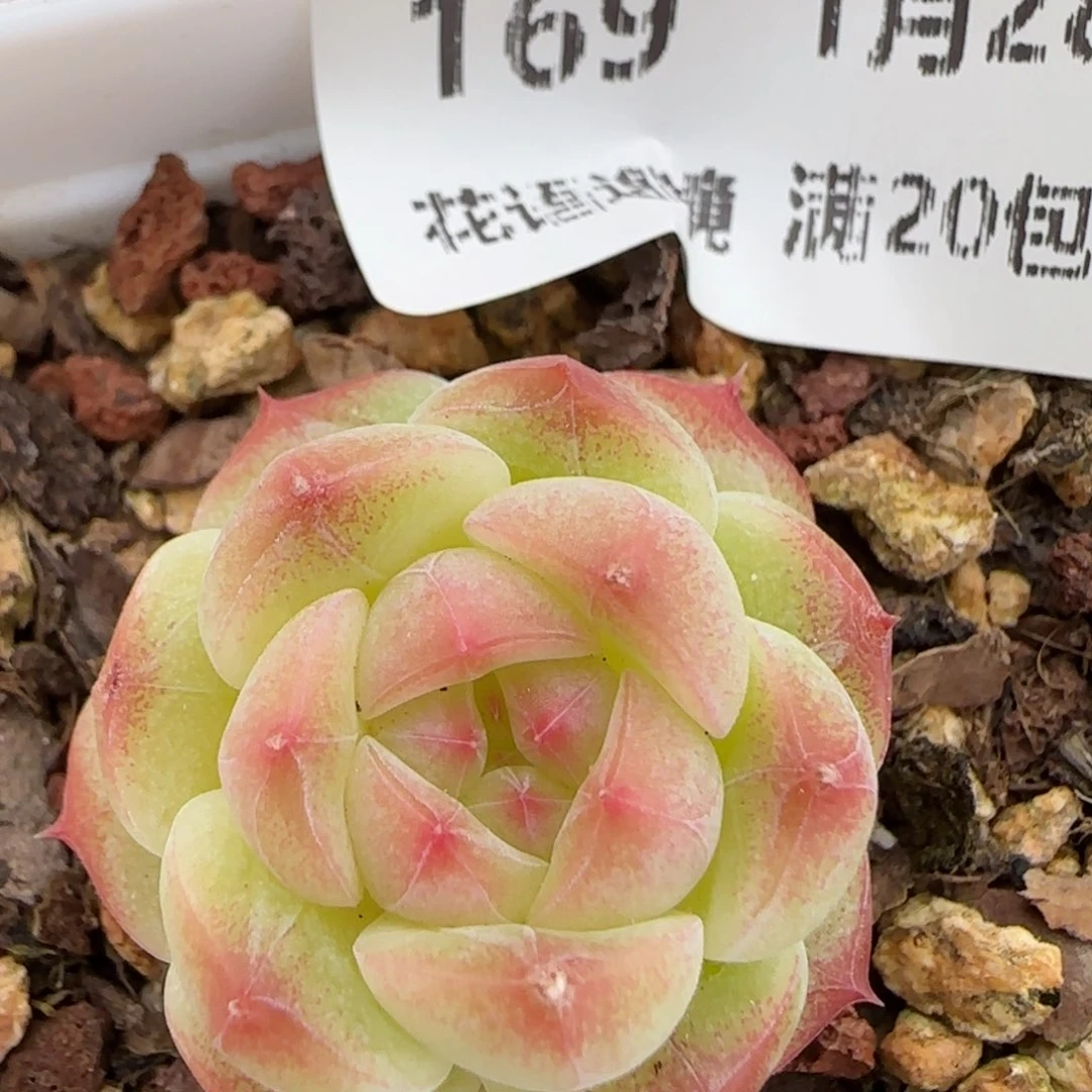 花语逸镜0128-169