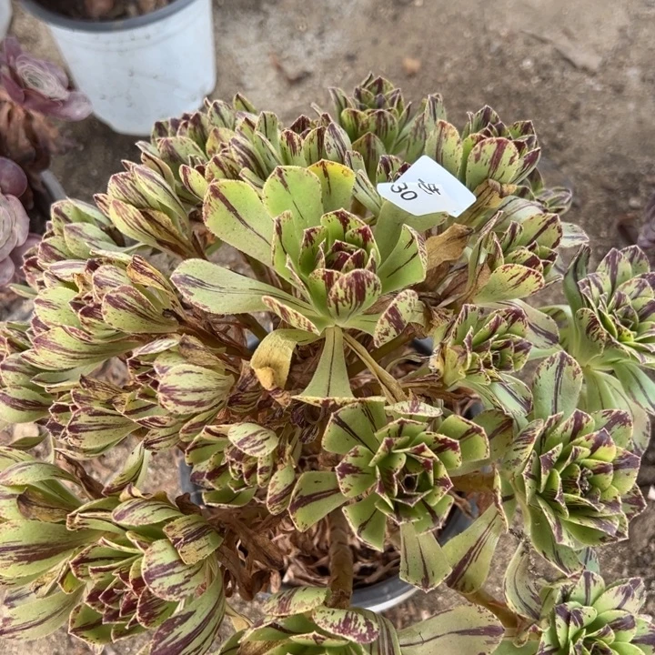 碧火大手捧多肉植物030