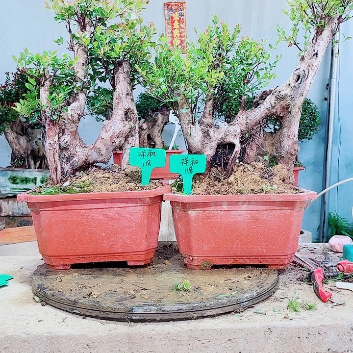 祥***飞当前无花栽培后可以开花