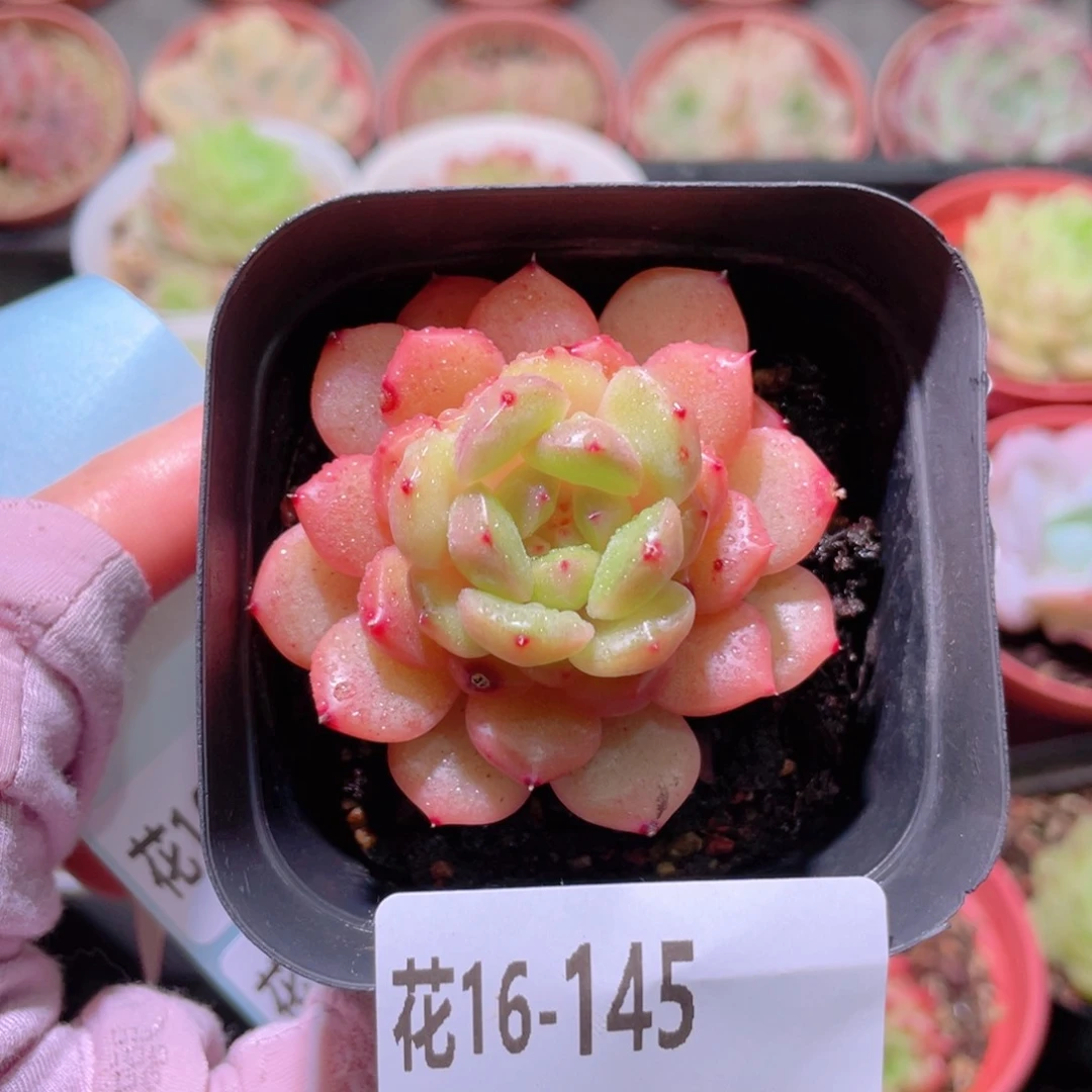 花利美16-145灵翠
