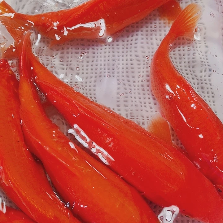 海水鱼锦鲤观赏鱼