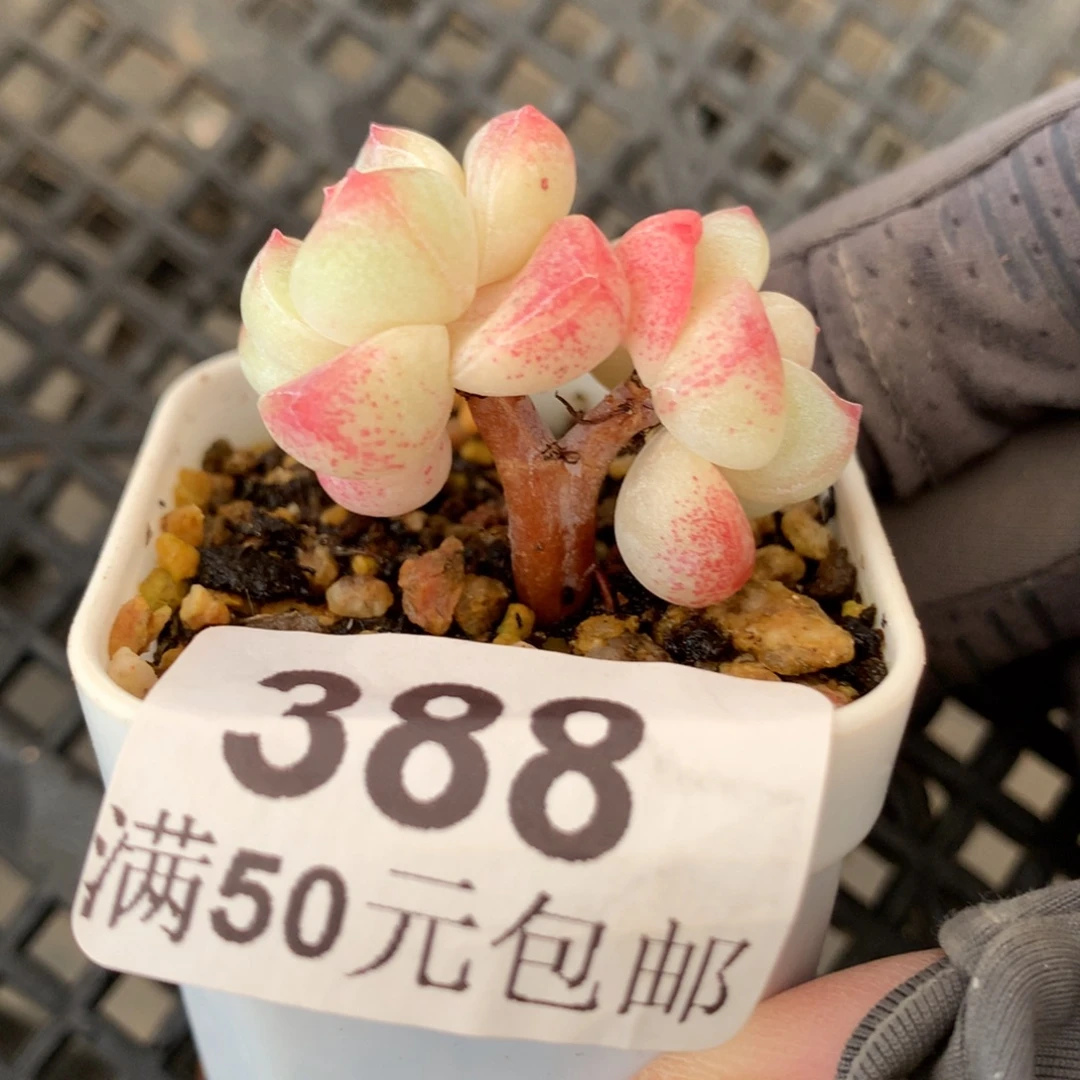 388。小树白底冰玉双头3cm。