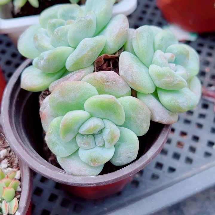 冰玉老桩三头多肉植物