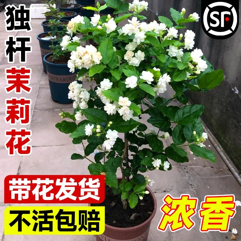 独杆虎头茉莉花苗盆栽四季开花树苗老桩带花苞花卉绿植物室内好养