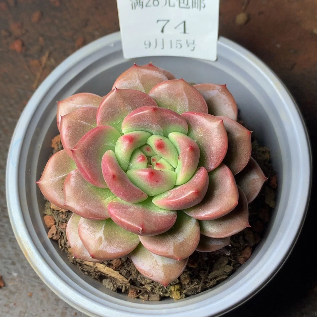 【闪购商品】云74号