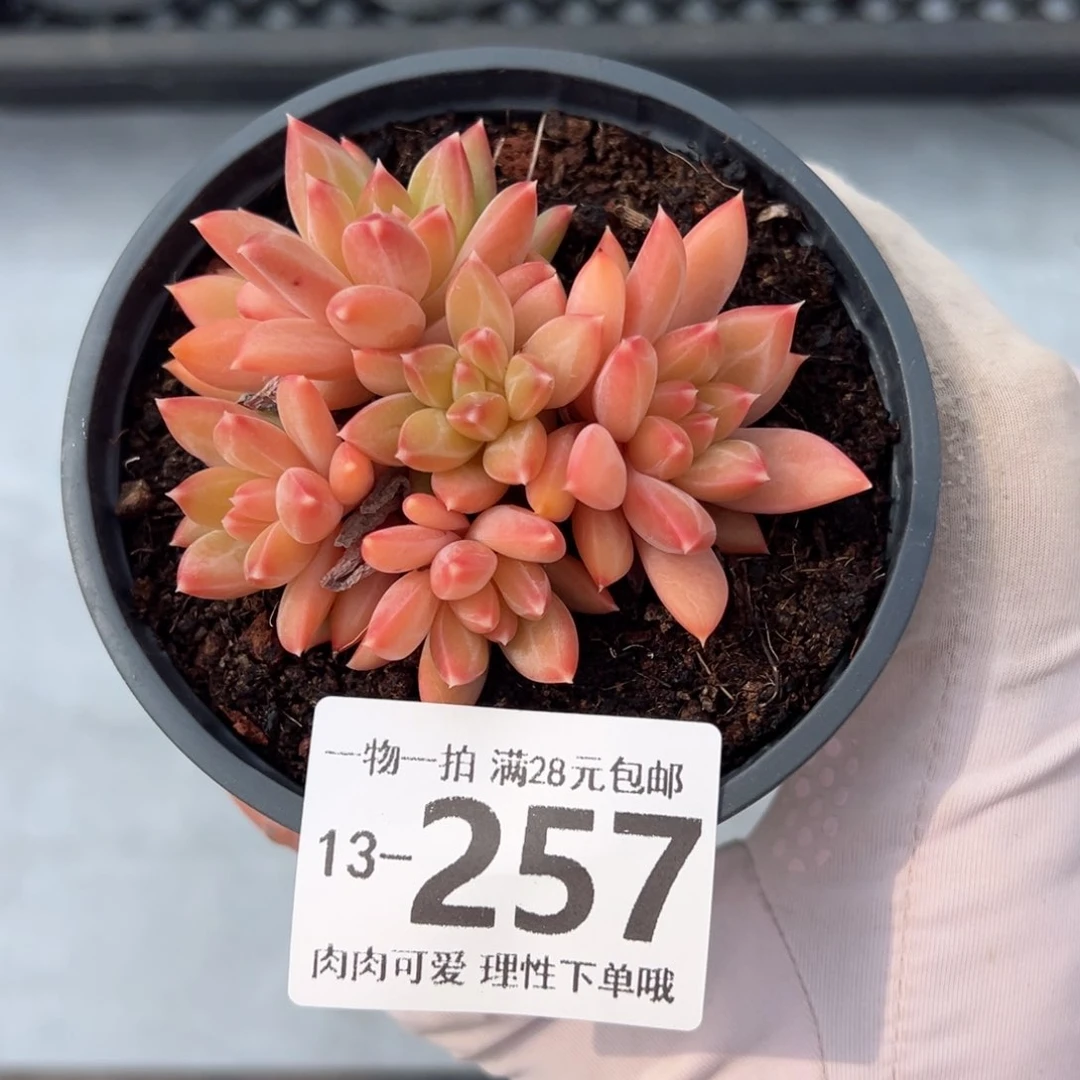 甲骨文多肉多肉多肉多肉