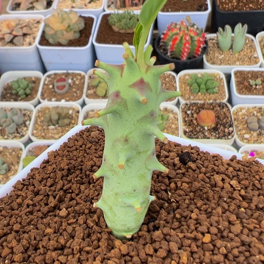88多肉植物立早大姬