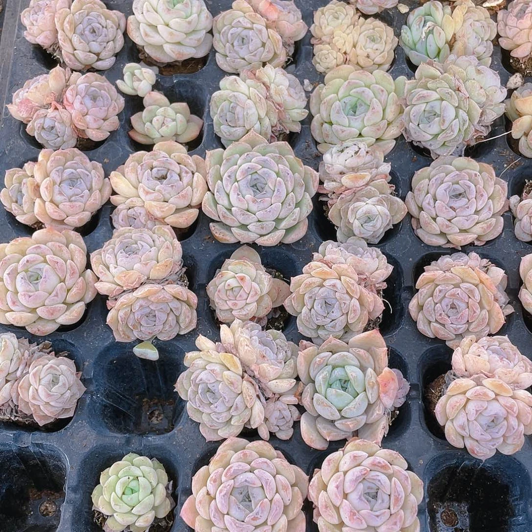 小菊花五个穴满25包邮