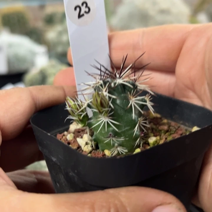 23号达氏青花虾有花苞3厘米