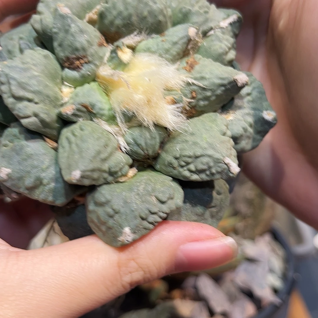 9cm自根微怒福利牡丹微损