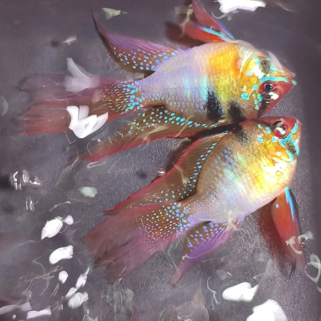 德系荷兰凤凰鱼三湖短鲷金波子阿凡达耐养活体热带观赏鱼水草缸鱼