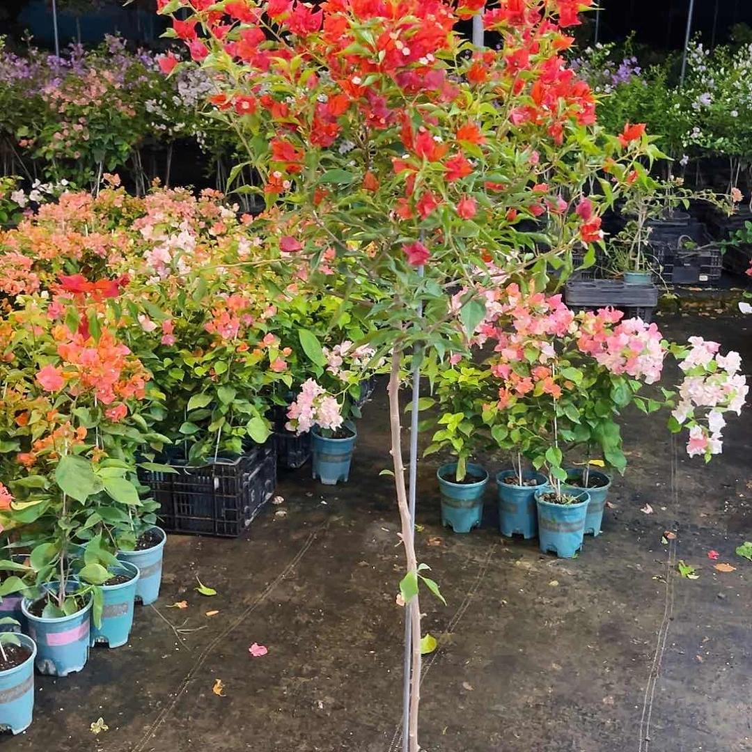 当前无花栽培后可以开花王****头684热火桑巴