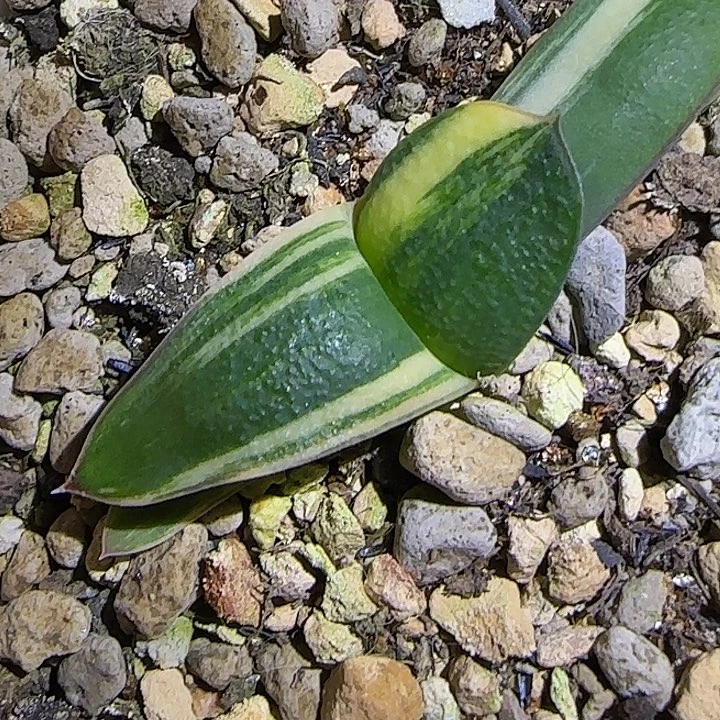 特价厚叶卧牛锦，免费寄养