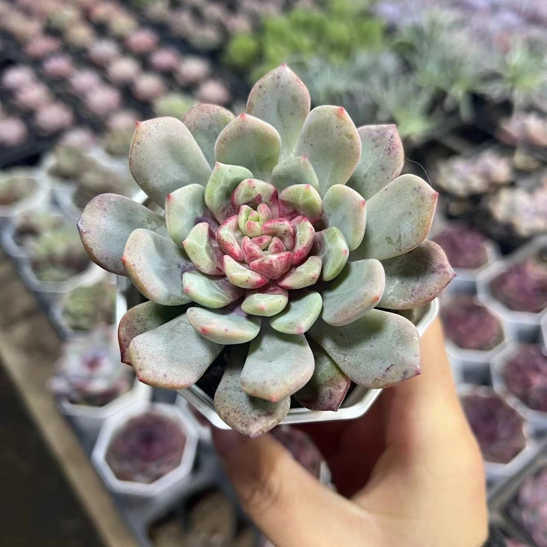 勿忘我（7厘米盆）老桩多肉