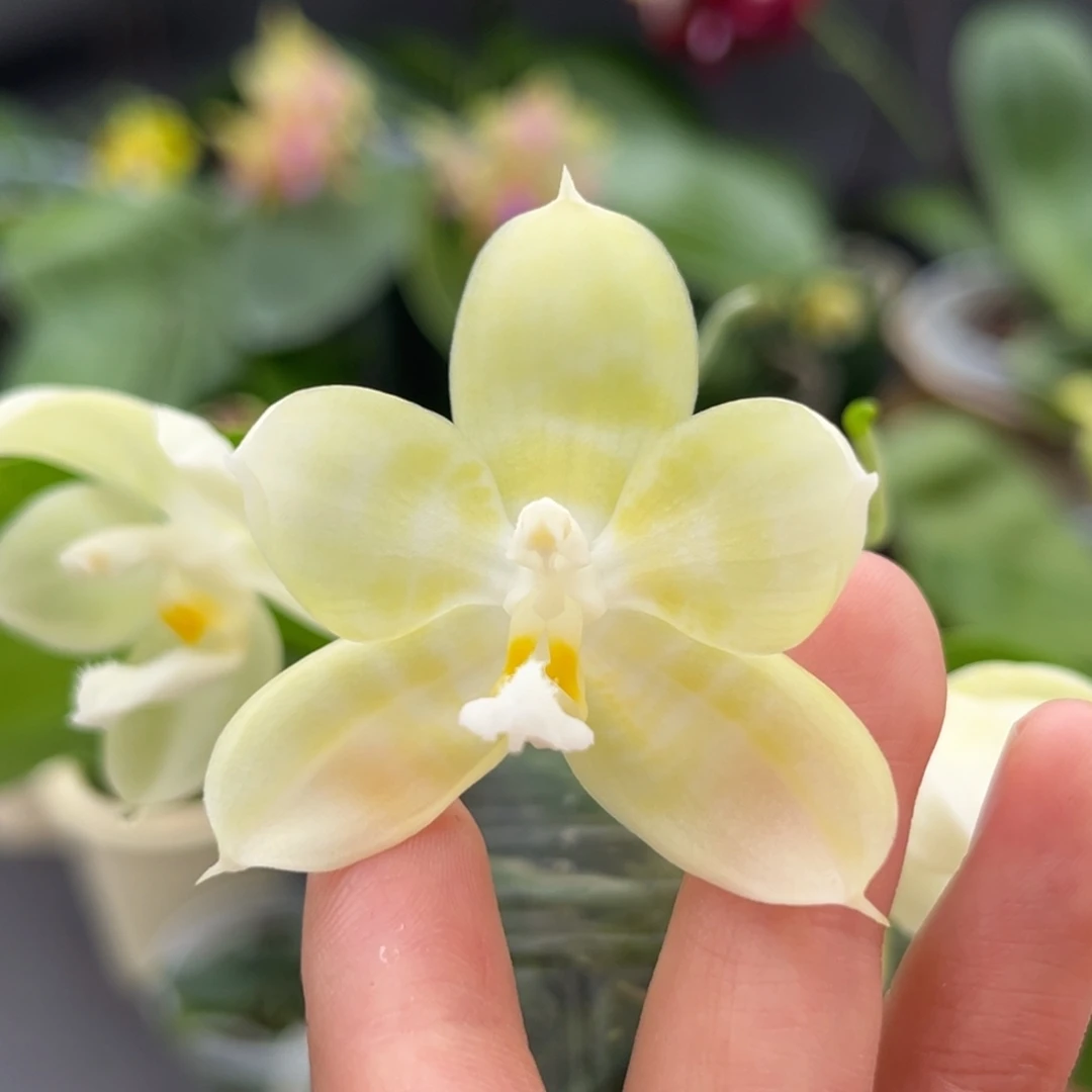 完全开放2.5寸yw08开花株