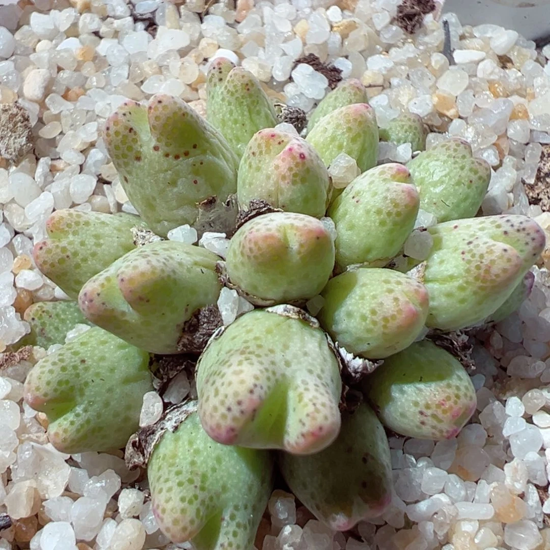 216-183多肉草莓斑马