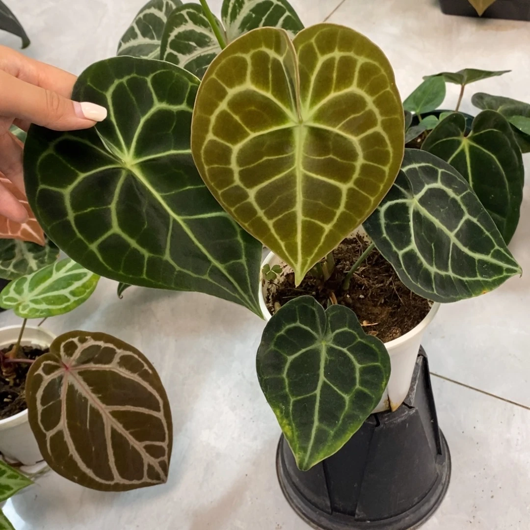 不开花植物印尼进口克莱恩