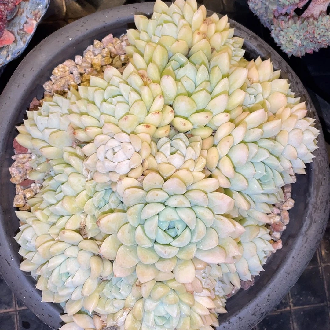 多肉植物一物一拍