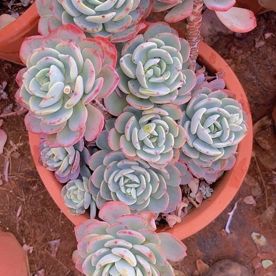 用****4多肉植物。。。。。。。。。。。。，