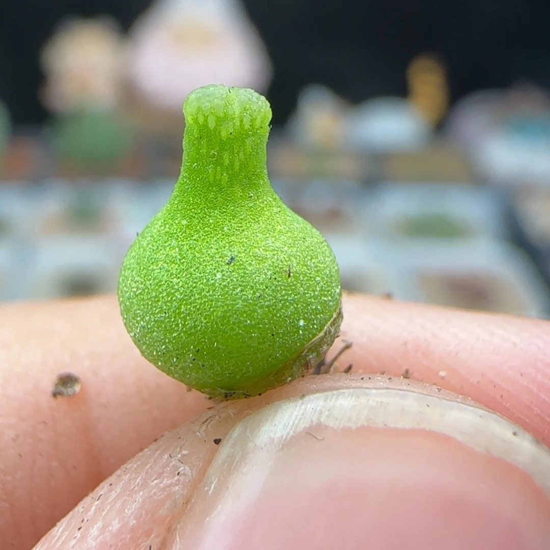 2.13.51/歪脖子小葫芦/尺寸0.7