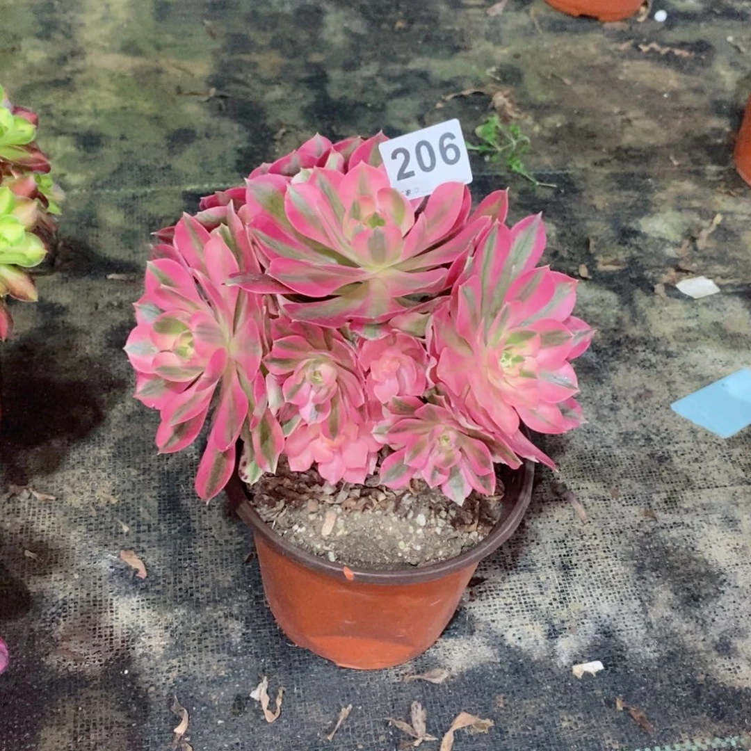 英*！粉女巫206多肉1111