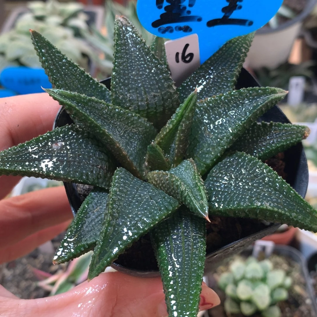 16号黑王硬叶一物一拍