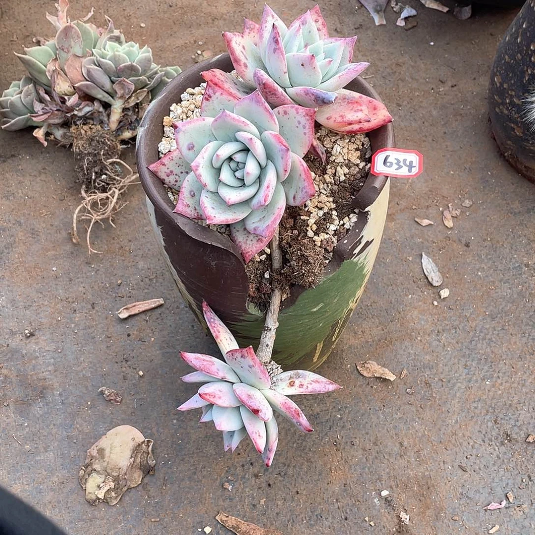 634不知名 一物一拍多肉