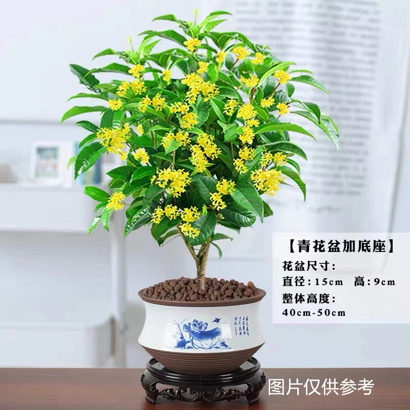桂花盆栽植物室内花美观开花庭院阳台四季常绿办公室鲜活植物清香