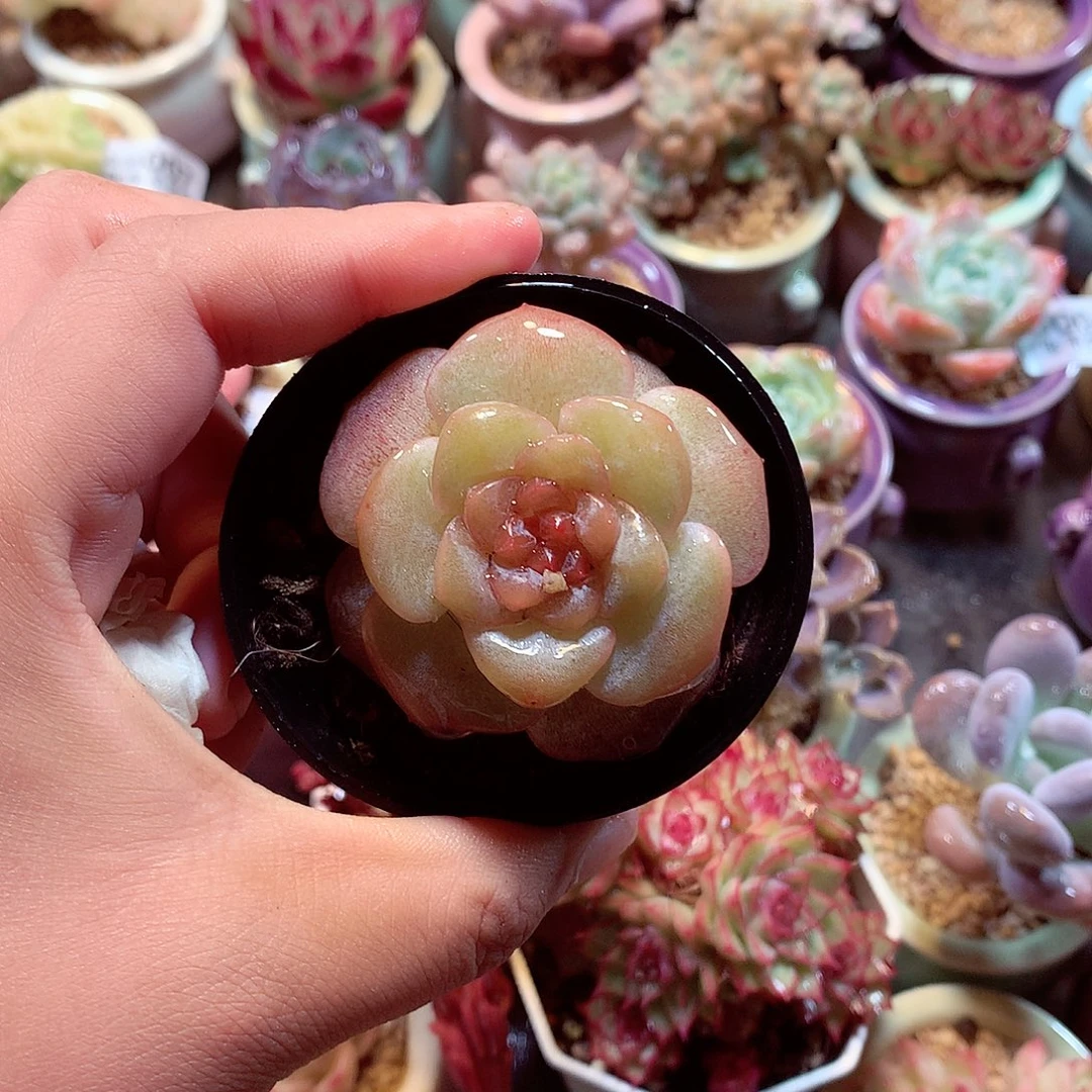 粉溏心的新品珍妮