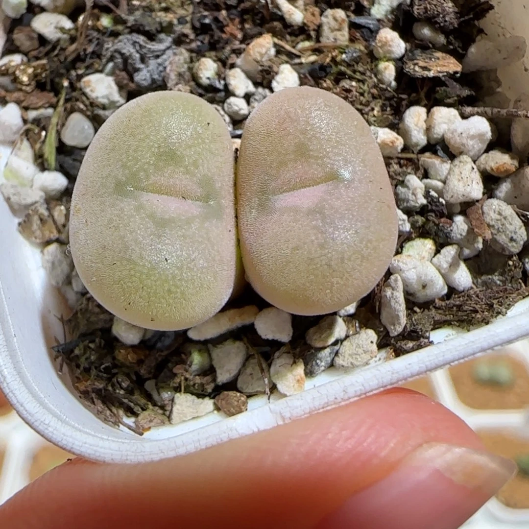 肉锥多肉植物组合-空卡佛724