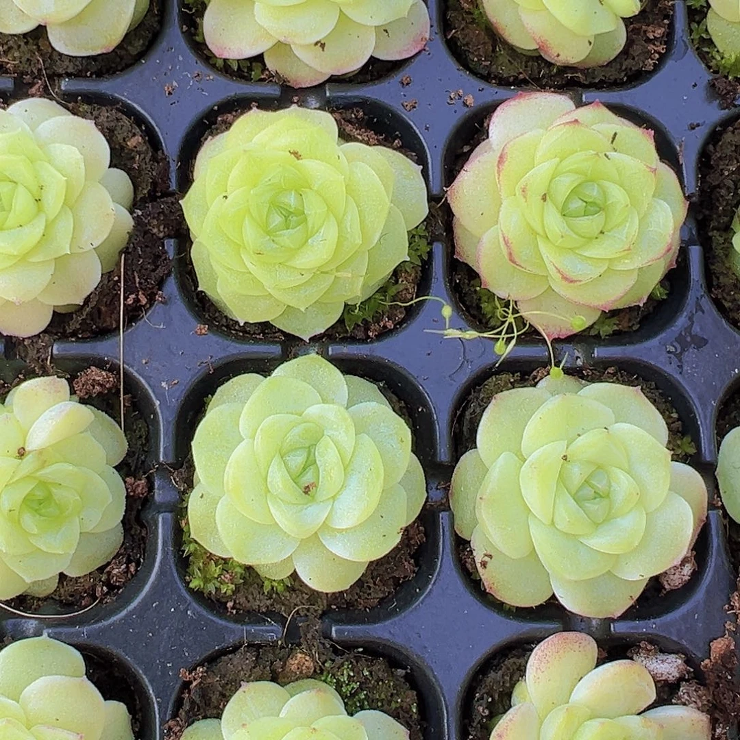 化水色麦秆苗4颗多肉