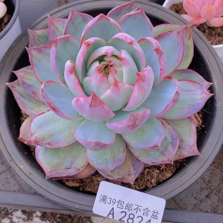 惊鸿仙子10cm2824多肉