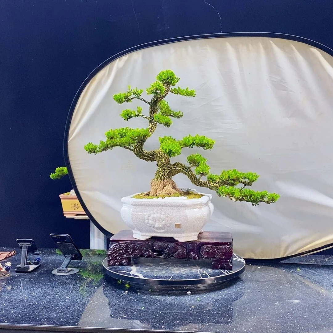 无花朵黄杨盆景制作