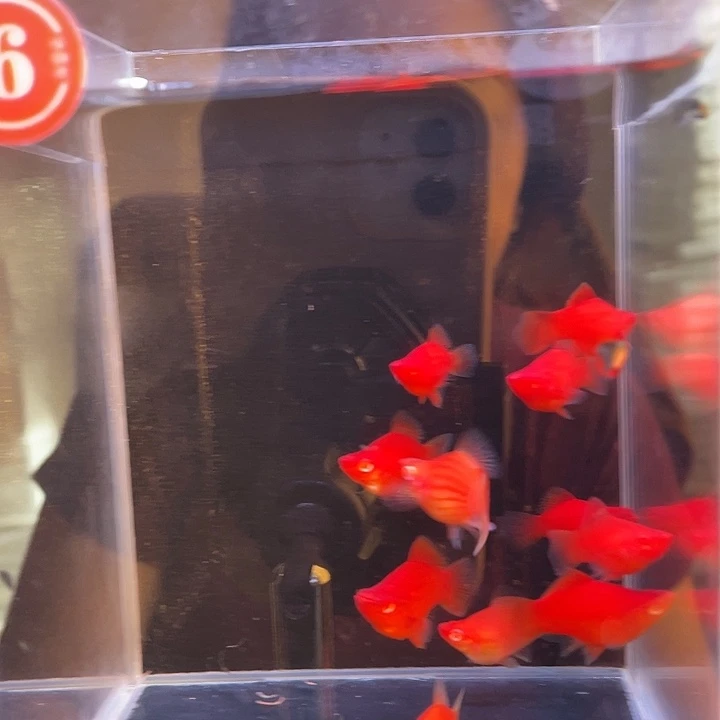孔雀鱼红箭球鱼苗10条