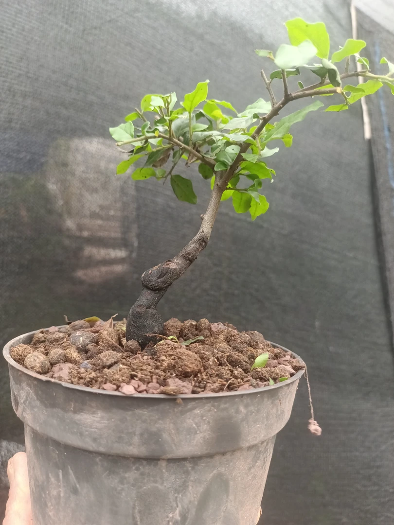 金弹子盆景一物一拍此价格为福利品不支持退换货以拍实物为准中方