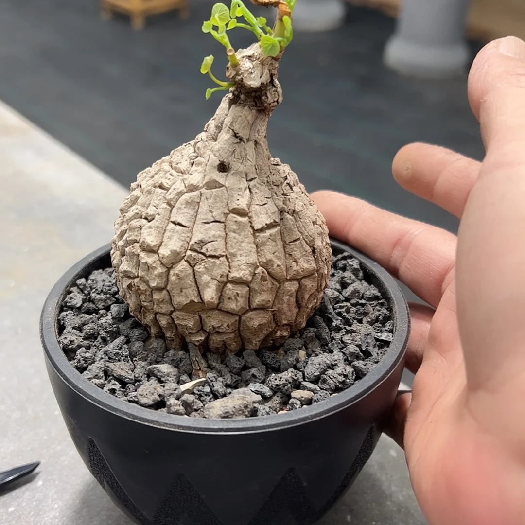 花***友小荔枝龟66668888