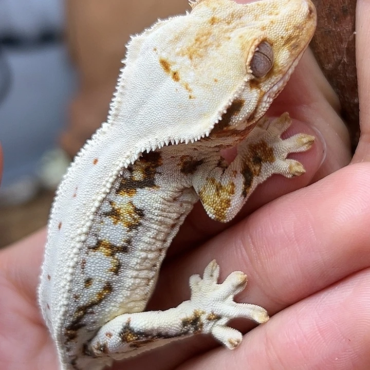 睫角守宫Spt莉莉12g小公