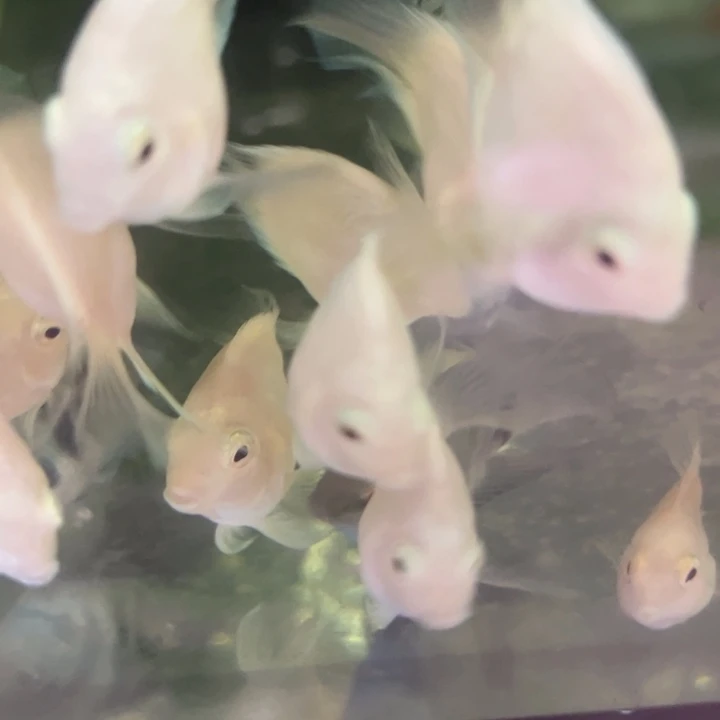 短鲷鱼桃心迷你鹦鹉一对