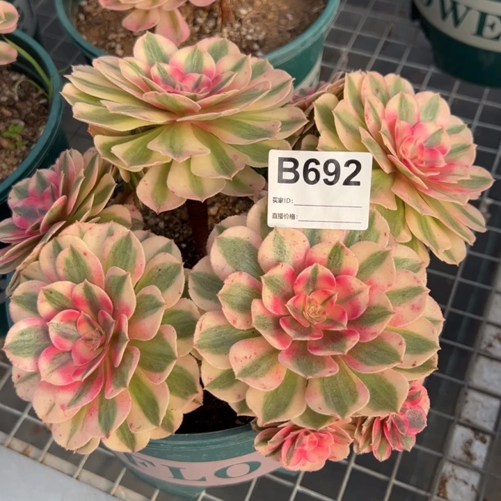 692倾城朵20厘米左右